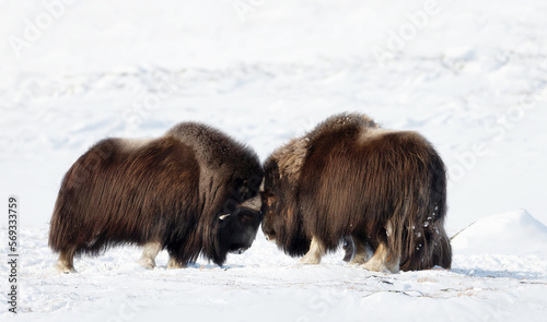 Close up of Musk Oxen fighting in winter