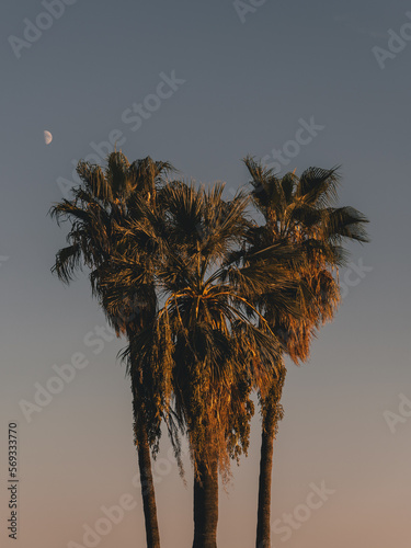 Heart shaped trees.