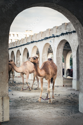 camels waiting on the farm for to owner and the a new job, middle east, gulf, doha, qatar	