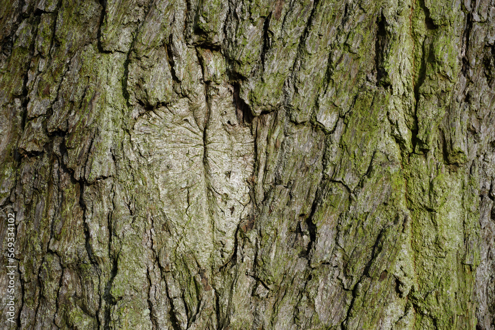 bark of a tree. rough texture of tree trunk. natural wood background bark of a tree. rough texture of tree trunk. natural wood background