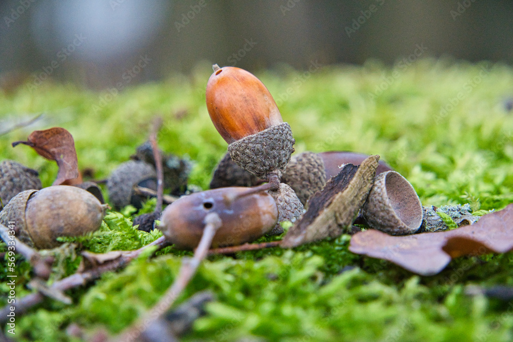 Obraz premium Haselnuss