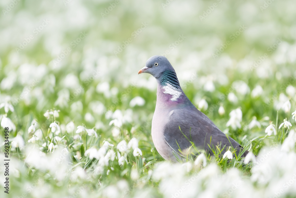 Close up of a Wood pigeon in snowdrops in spring