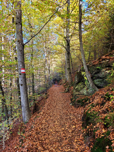 Wanderweg im Herbst