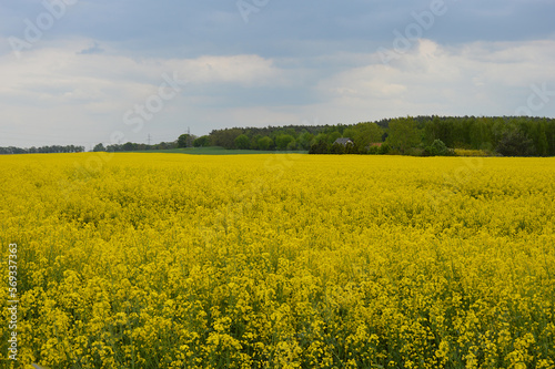 Rapeseed field - Agriculture