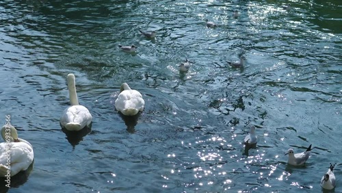 Large well-fed white swans and small grey gulls swim on blue river water surface under bright sunlight on warm summer day closeup photo