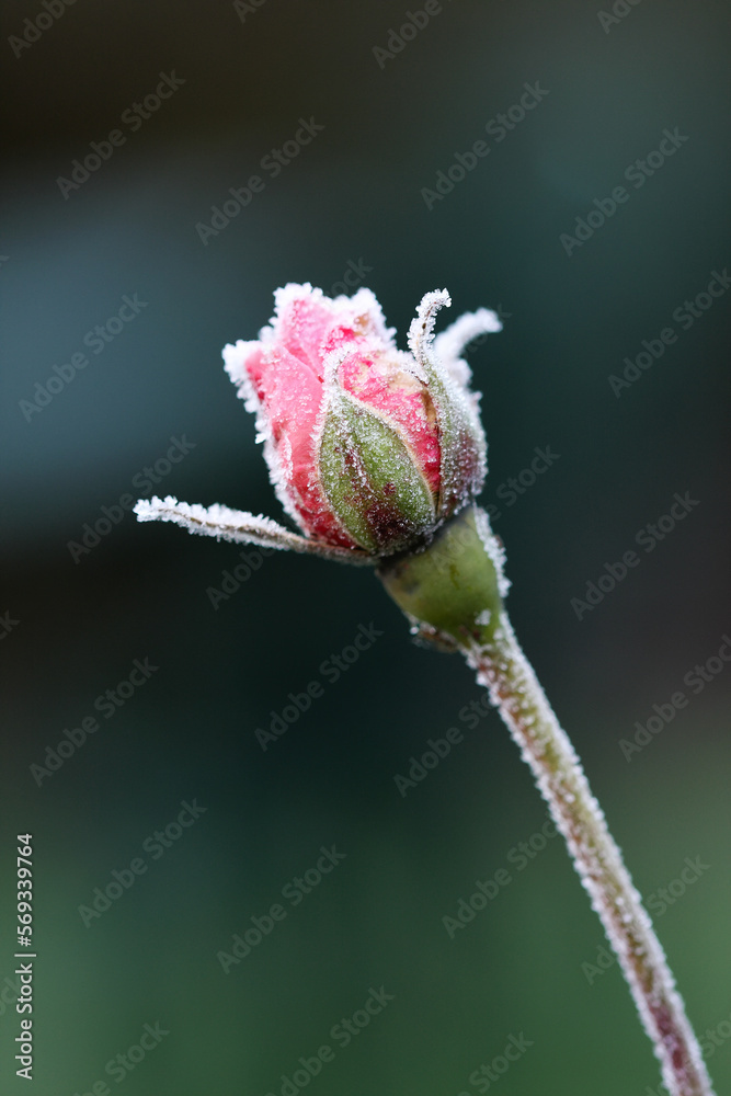 Fototapeta premium Pink rose bud in winter frost vertical