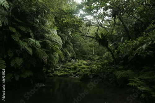 沖縄県西表島の森の中 © 雅文 竹澤