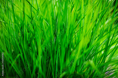Natural green grass close-up