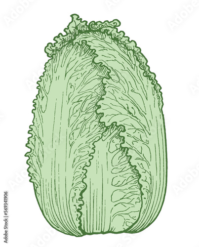 Chinese lettuce head, for menu or vegetable shop decor, sticker, coloring, embossing, salad ingredient