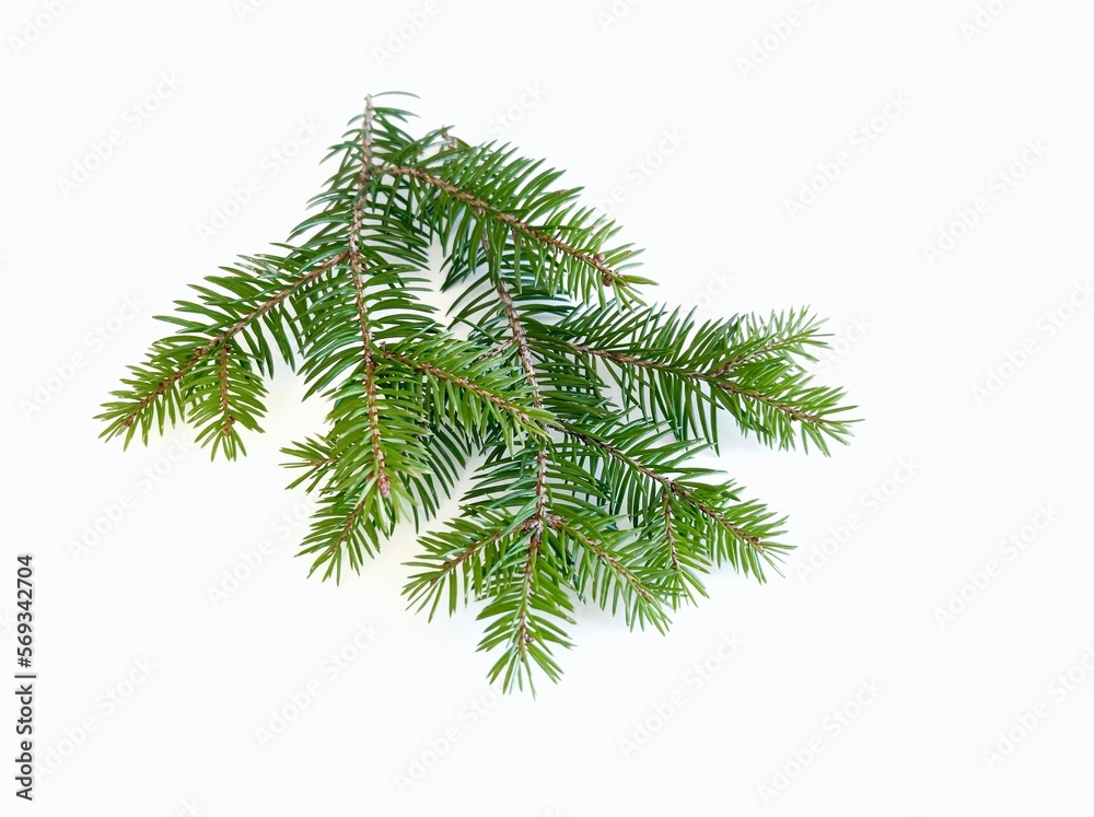 green pine branch isolated on white background green pine branch isolated on white background