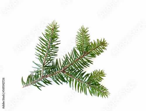 christmas tree branch, pine branch isolated on white background © Krathin