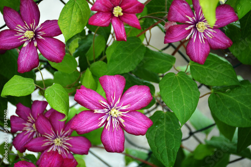 Clematis flowers blooming in the garden. Floral background concept.