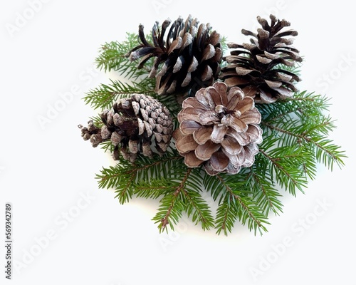 pine cones with branch on a white background.