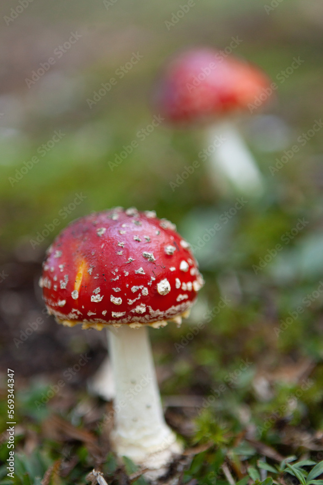 MUSHROOM REDS MUSHROOM REDS