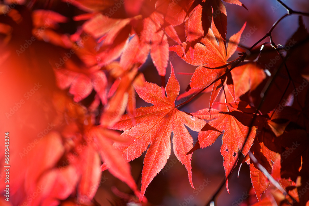 Close up of the red leaves on a Japanese Maple tree in full sun. Close up of the red leaves on a Japanese Maple tree in full sun.