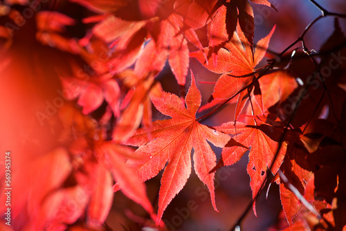 Fotografi Close up of the red leaves on a Japanese Maple tree in full sun.