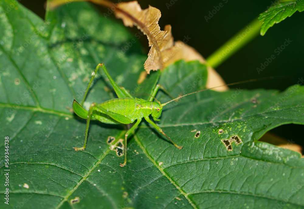 Eine Punktierte Zartschrecke, Leptophyes punctatissima auf einem Blatt.

