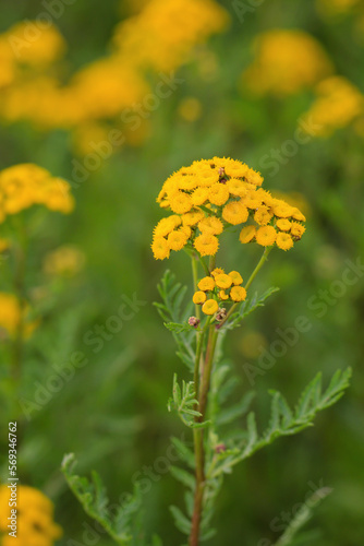 Die gelbe Blüte eines Rainfarn, Wurmkraut, Tanacetum vulgare auf einer Wiese.
 photo