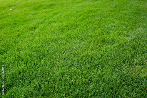 Eine Gras Textur, Blick auf einen saftig grünen Rasen. 
