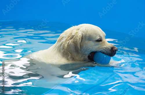 Картината върху платно golden retriever dog playing with ball in the swimming pool