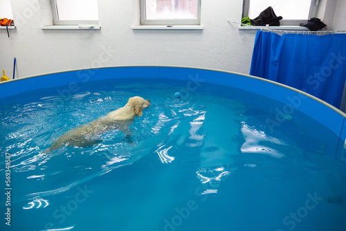 Konstfotografi golden retriever dog playing with ball in the swimming pool