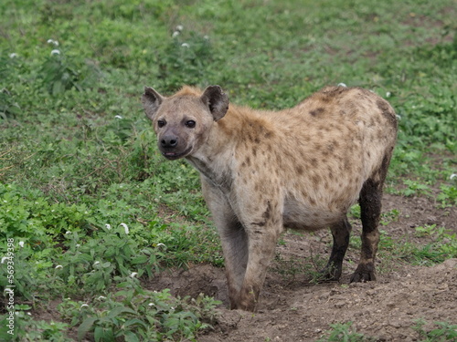 Spotted hyena in the serengeti