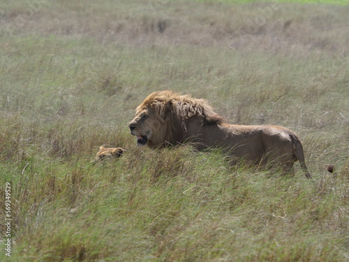 Male lion with lioness