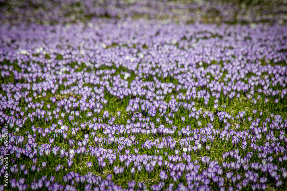 crocus meadow crocus meadow