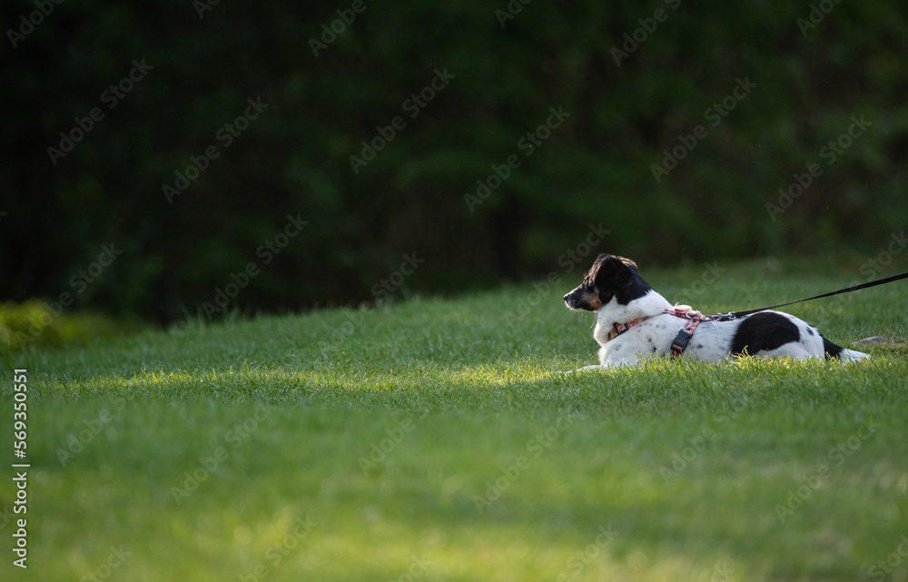A black and white dog lies on fresh spring and green grass in the rays of the sun. Walking the dog in the park.