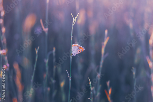 a butterfly sitting on top of a grass covered field, naturalism, pastel sunset, spring vintage colors, nature concept, copy space. 