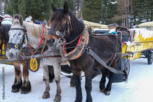 Horses pulling carriages. Val di Roseg covered in snow. Pontresina. Experience in Switzerland.