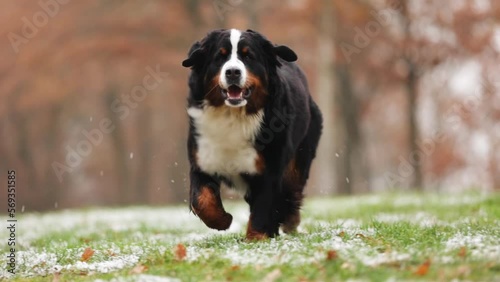 Bernese Mountain Dog runs through the forest on icy grass in autumn
