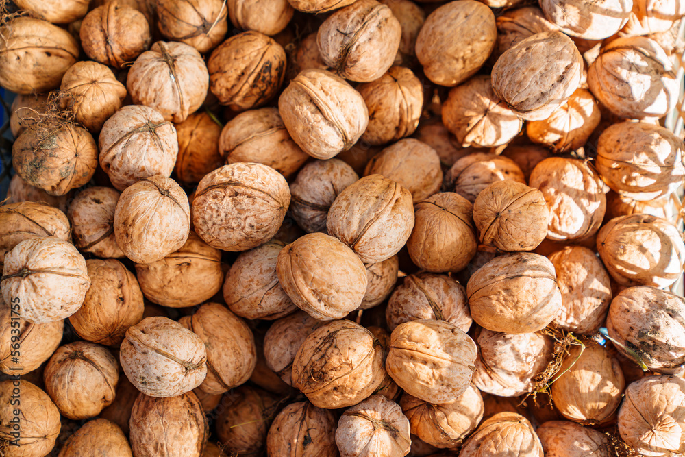 boxes of walnuts. harvesting nuts on the farm. boxes of walnuts. harvesting nuts on the farm.
