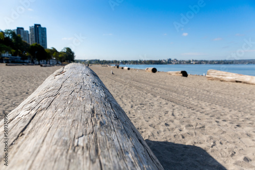 tree trunk at sandy beach at kitsilano beach in vancouver for sitting