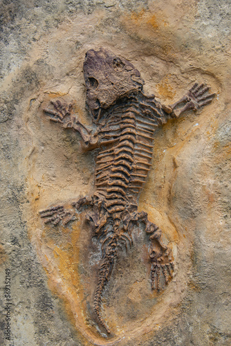 Fossilized footprint in stone of ancient extinct big lizard © neurobite