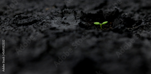 Thale cress - Arabidopsis thaliana is a model organism to study plant biology. 