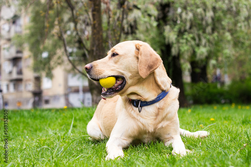 Labrador dog playing with a ball on a sunny day