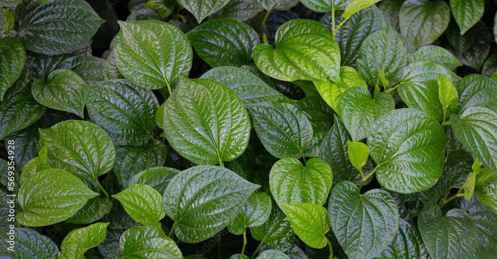 Fresh leaves of wild betel Fresh leaves of wild betel