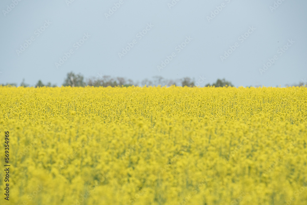 Rapeseed blooming in the field. Yellow rape flowers close-up. Growing plants for the production of oil.