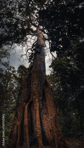 Ceiba milenaria en la selva lacandona, Chiapas photo