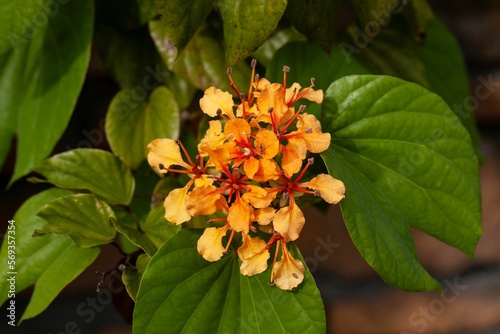 Flowers of an orange bauhinia, Phanera bidentata photo