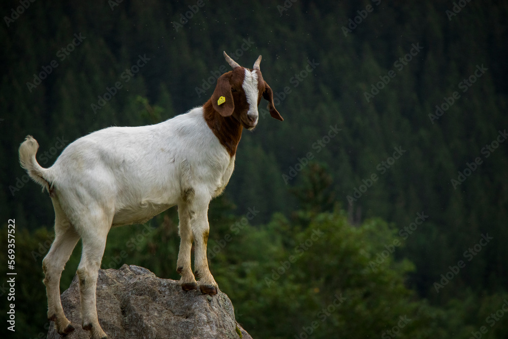 Goats of Switzerland