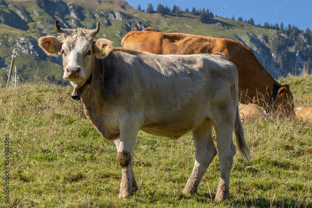 Swiss cows