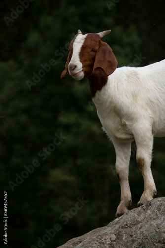 Goats of Switzerland