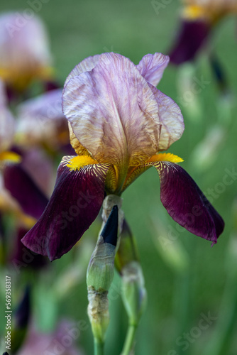 Iris germanica purple flower in the garden design.