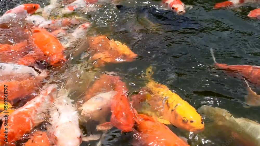 Beautiful koi fish swimming in the pond. Colorful koi fish Beautiful koi fish swimming in the pond. Colorful koi fish