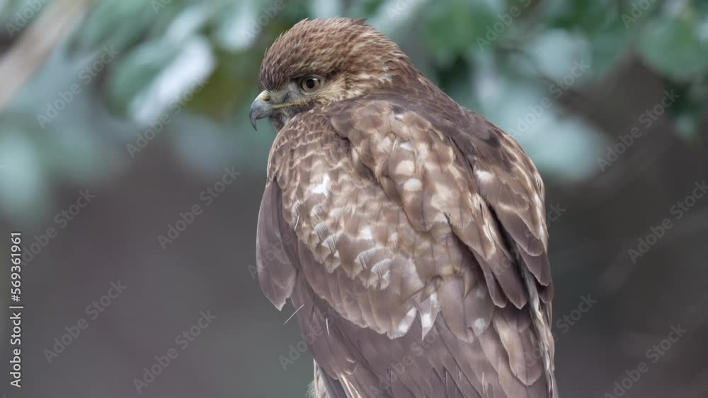 common buzzard on a branch common buzzard on a branch