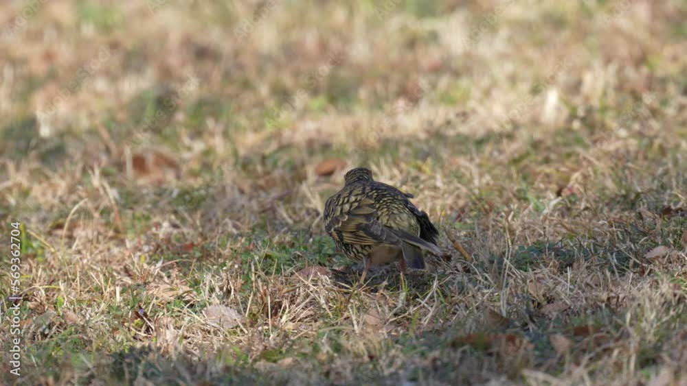 scaly thrush is dancing to hunt a warm scaly thrush is dancing to hunt a warm