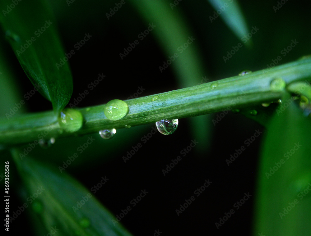 Obraz premium Dew on Plant