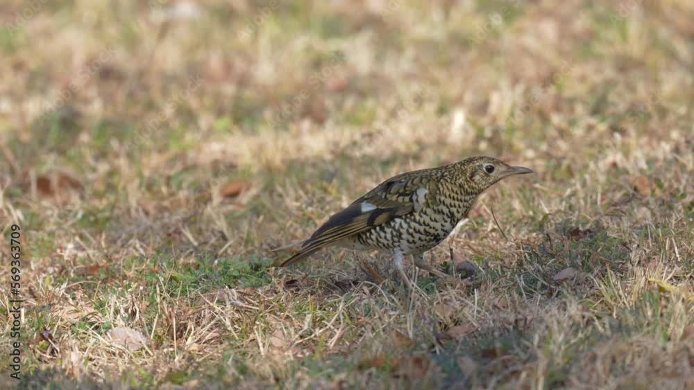 scaly thrush is dancing to hunt a warm scaly thrush is dancing to hunt a warm